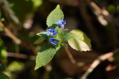 Hemigraphis latebrosa
